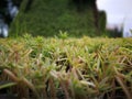 Green vegetation, Grass. Small plants, Grass